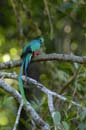 3342_CostaRica_Quetzal_resplendissant_