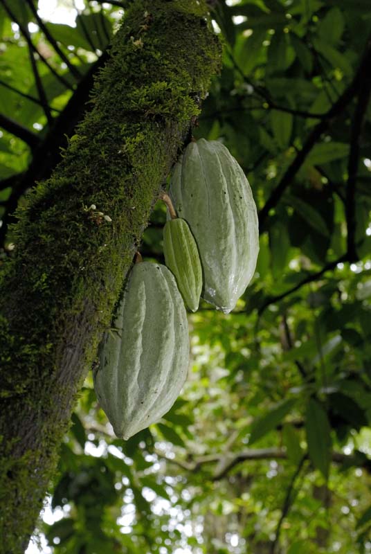 0539_CostaRica_Tirimbina_Cacaoyer