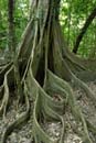 1633_CostaRica_Rincon_de_la_Viejas_