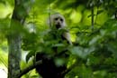 2660_CostaRica_Carara_Capucins_