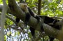3064_CostaRica_Parc_Manuel_Antonio_Capucins_