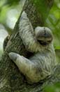 3090_CostaRica_Parc_Manuel_Antonio_Paresseux_
