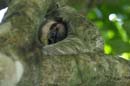 3103_CostaRica_Parc_Manuel_Antonio_Paresseux_