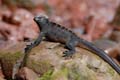 03_1242_GALAPAGOS_SANTIAGO_RABIDA