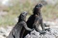 06_3512_GALAPAGOS_PLAZA_SUD