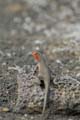 21_0738_GALAPAGOS_BARTOLOME