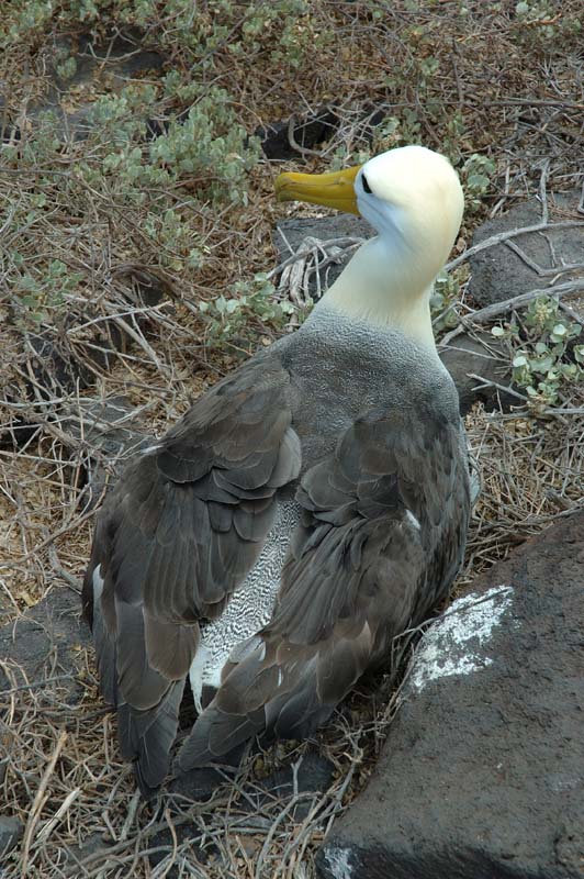 3011_GALAPAGOS_ESPAGNOLA