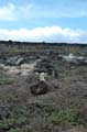 2917_GALAPAGOS_ESPAGNOLA