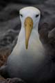 2932_GALAPAGOS_ESPAGNOLA