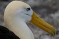2942_GALAPAGOS_ESPAGNOLA