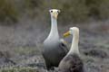 2948_GALAPAGOS_ESPAGNOLA