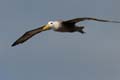 2978_GALAPAGOS_ESPAGNOLA