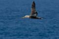2986_GALAPAGOS_ESPAGNOLA