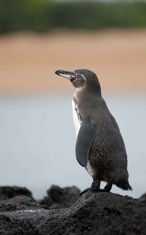 08_0701_GALAPAGOS_BARTOLOME
