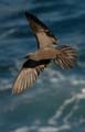 16_3762_GALAPAGOS_PLAZA_SUD