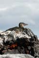 1682_GALAPAGOS_ISABELA_FERNANDINA