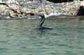 2018_GALAPAGOS_ISABELA