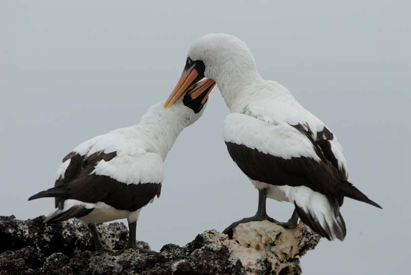 0313_GALAPAGOS_GENOVESA