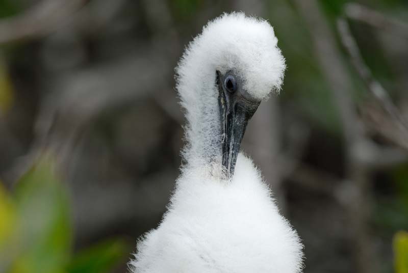0465_GALAPAGOS_GENOVESA