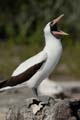 0511_GALAPAGOS_GENOVESA