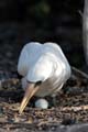 0582_GALAPAGOS_GENOVESA