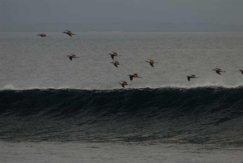 0165_GALAPAGOS_SEYMOUR