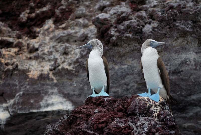 2217_GALAPAGOS_ISABELA