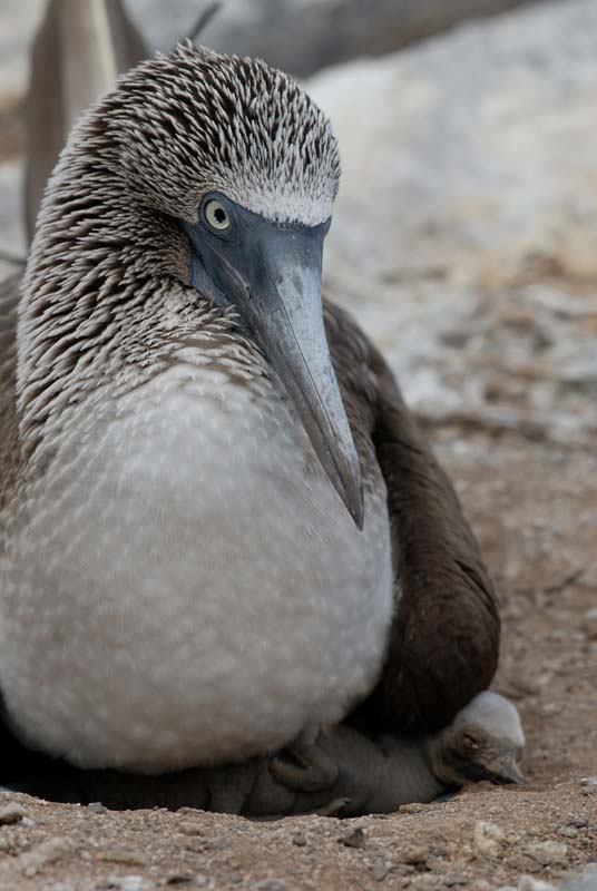 2867_GALAPAGOS_ESPAGNOLA