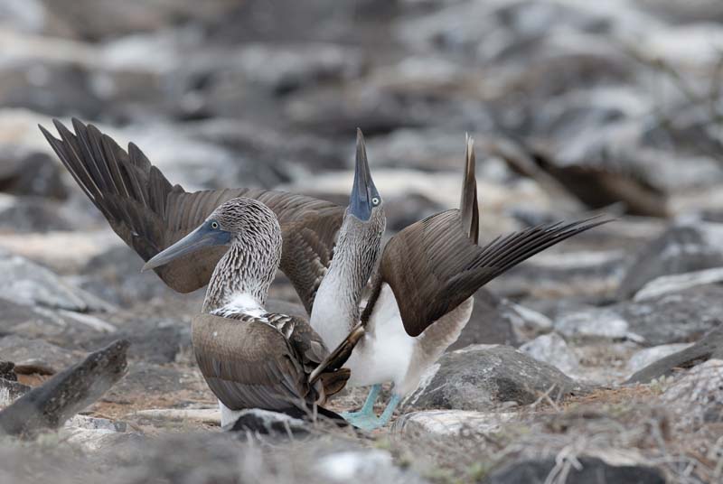 2915_GALAPAGOS_ESPAGNOLA