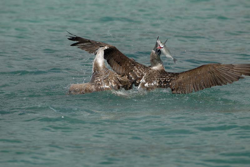 3335_GALAPAGOS_SANTA_FE