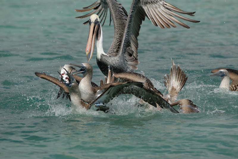 3345_GALAPAGOS_SANTA_FE