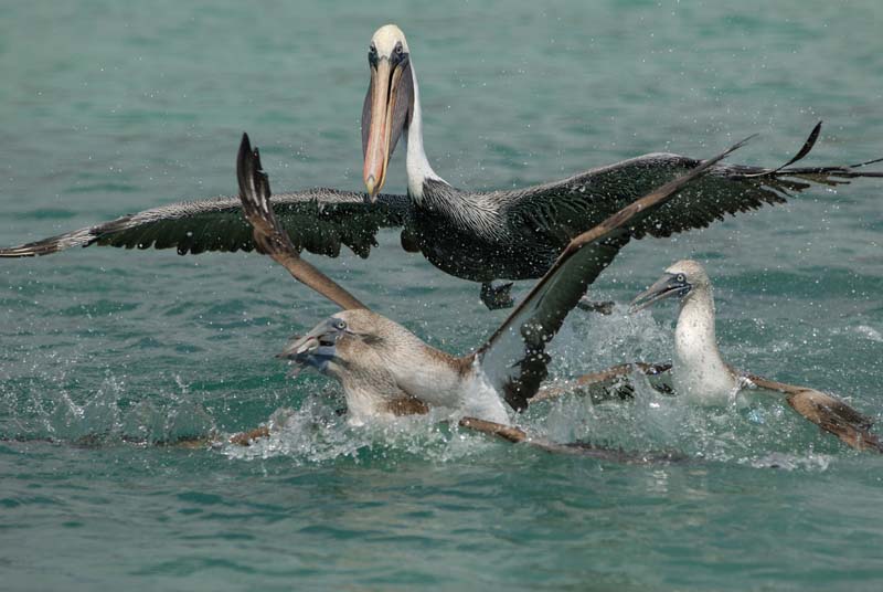 3346_GALAPAGOS_SANTA_FE