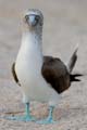 0179_GALAPAGOS_SEYMOUR
