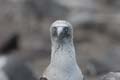 2857_GALAPAGOS_ESPAGNOLA