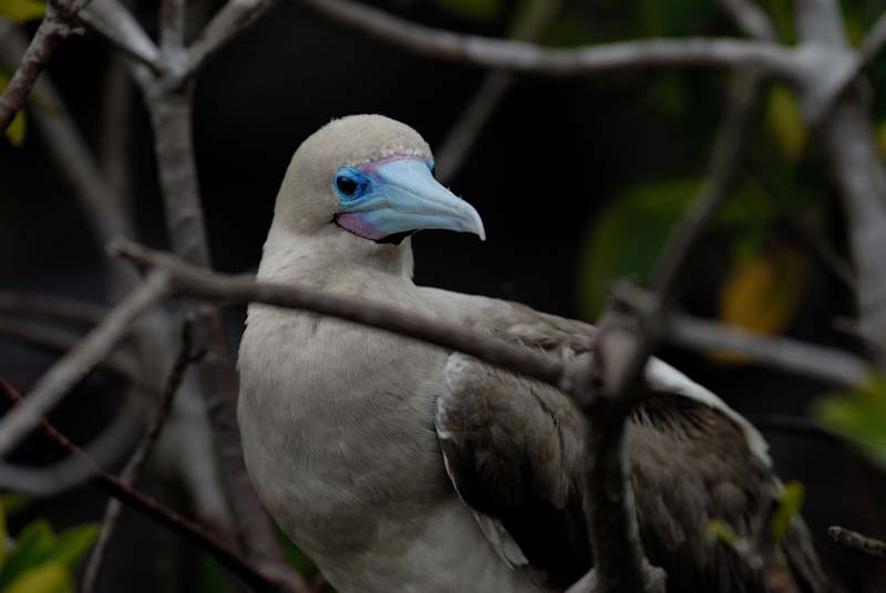 0348_GALAPAGOS_GENOVESA