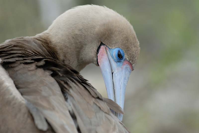 0451_GALAPAGOS_GENOVESA