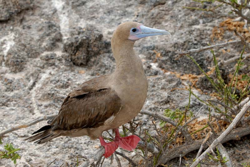 0482_GALAPAGOS_GENOVESA
