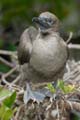 0373_GALAPAGOS_GENOVESA