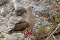 0482_GALAPAGOS_GENOVESA