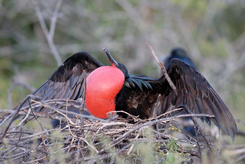 0663_GALAPAGOS_GENOVESA