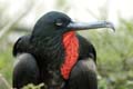 0251_GALAPAGOS_GENOVESA