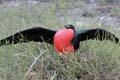 0288_GALAPAGOS_GENOVESA