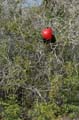0514_GALAPAGOS_GENOVESA