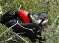 0516_GALAPAGOS_GENOVESA