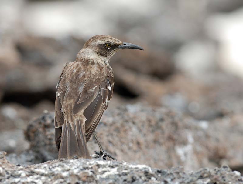 0455_GALAPAGOS_GENOVESA
