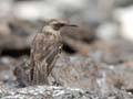 0455_GALAPAGOS_GENOVESA