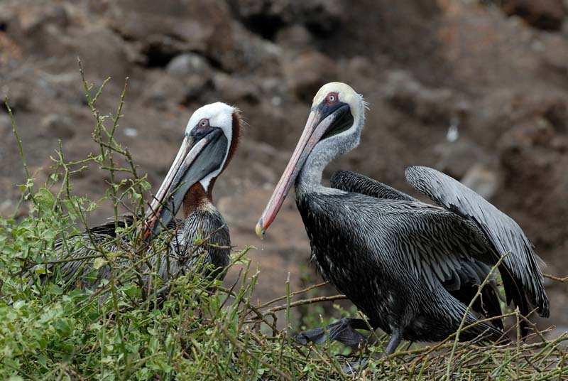 08_1178_GALAPAGOS_SANTIAGO_RABIDA