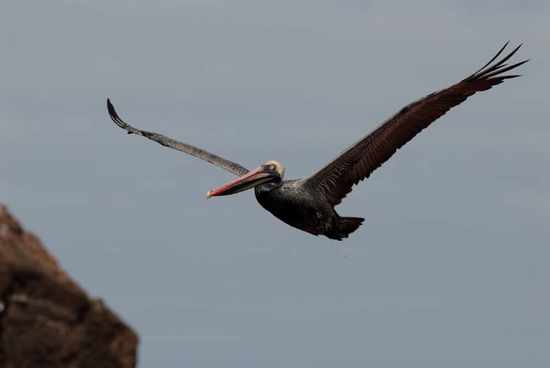 14_1259_GALAPAGOS_SANTIAGO_RABIDA