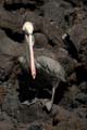 09_1664_GALAPAGOS_ISABELA_FERNANDINA