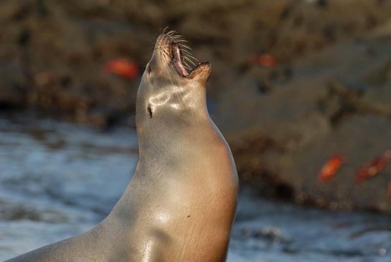 1787_GALAPAGOS_ISABELA_FERNANDINA